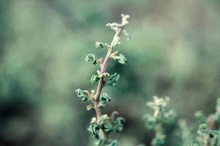Photograph of wavy leaf saltbush (Atriplex undulata) showing the crinkly lreaves typical of this plant