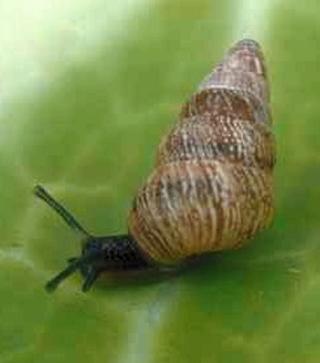Small pointed snail