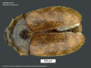 Khapra Beetle dorsal diagnostic image
