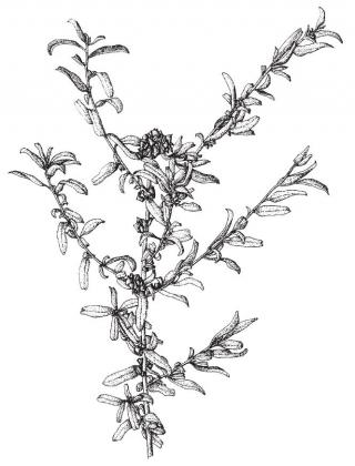 Drawing of typical branch of river saltbush