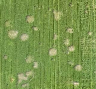 Figure 5. UAV image close ups of a cluster of rhizoctonia patches; they range from <1- 4m in diameter. a) normal RGB image