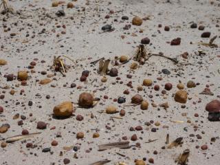 Closeup photograph of gravel spread on a sandy soil to prevent wind erosion