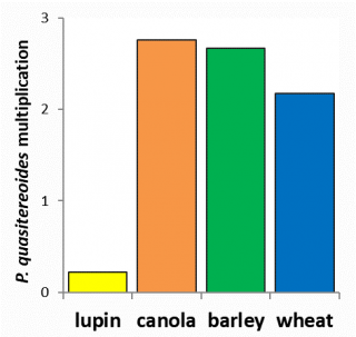 Multiplication of P. quasitereoides (Gibson, 2015) in four crop types over a growing season. Resistant crops will have a multiplication of less than one.