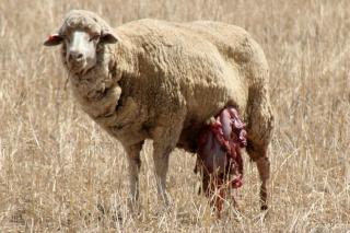 Sheep still alive after attacked by a wild dog