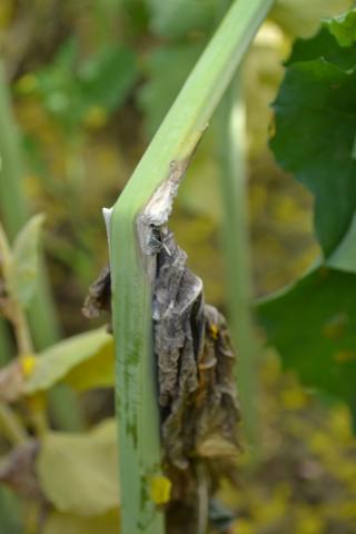 Stem bleaching, rotting and lodging due to sclerotinia stem rot in canola