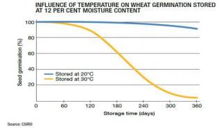 Influence of temperature on wheat stored at 12 per cent moisture content