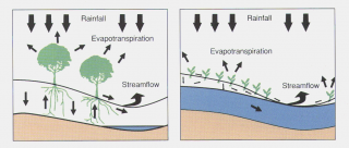 Schematic showing how the environment was in equilibrium before clearing when most rainfall was used by native vegetation. However, when shallow-rooted annual crops and pastures replaced this vegetation, much annual rainfall leached below the plant roots