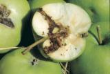 codling moth in an apple