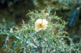 Mexican poppy (Argemone mexicana) flower and leaves