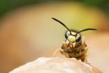 European wasp has black antennae