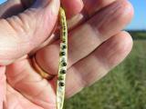 Photograph of a canola pod with seeds at the 100% colour change stage