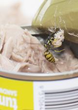 European wasp taking tuna from a can.