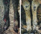 Photograph of burnt sheep legs with oedema and deep tissue damage 12-24 hours after fire.