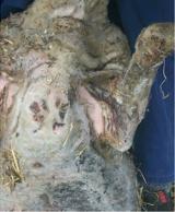 Photograph of sheep's cracked skin of axilla causing immobility 2-4 days after a fire.