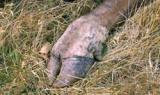 Photograph of an animal with separation of the hooves at least one week after the fire and requiring destruction
