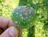Bacterial ooze on infected fruit