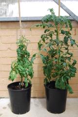 Infected tomato plant on left compared with healthy plant on right. Plant is much smaller.