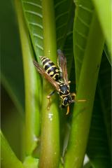 Yellow paper wasp, Polistes dominulus