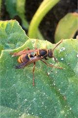 Common paper wasp, Polistes humilis