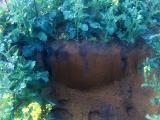 Vertical seems of topsoil rich in organic matter streaming down the soil profile of a yellow sandy earth in Dandaragan
