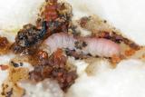 Codling moth caterpillars are white to light pink in colour with a dark brown head