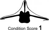 Condition score 1