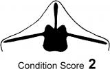 Condition score 2