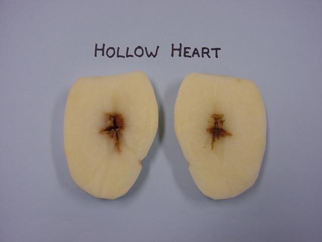 Cut tubers showing the typical lens or star shaped cavity of hollow heart