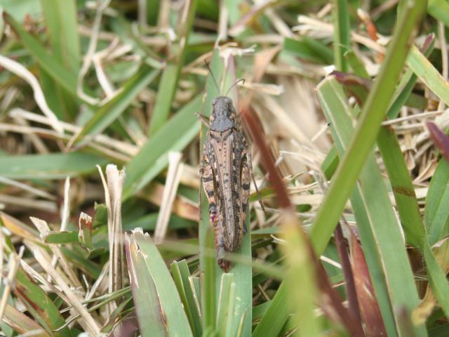 Adult Urnisa grasshopper