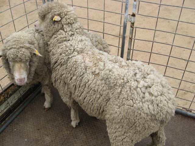 Sheep with photosensitisation; loss of wool and exposed raw tissue on the back