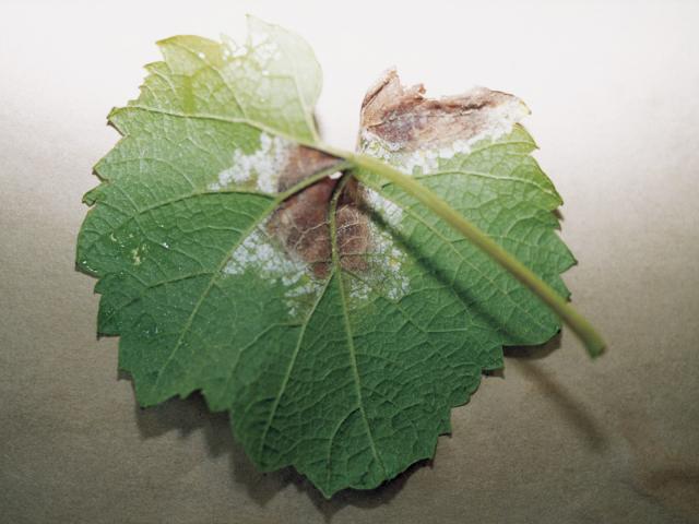 The underside of a leaf that has a downy mildew lesion that has died in the centre but produced white down on the outer ring of yellow