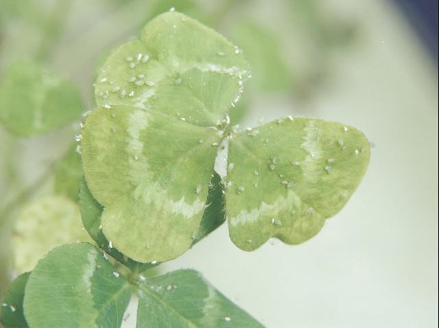 A clover leaf with aphids on it