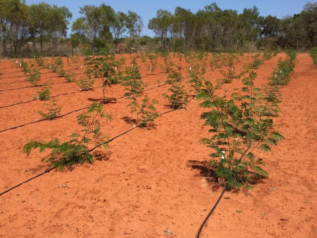 Leucaena trial site Broome several months after seedling transplants (October 2018)
