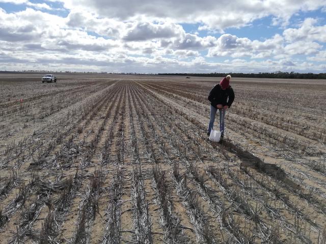 Woman in paddock of wheat stubble using pogo to collect a soil sample