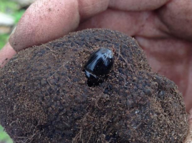 An African black beetle protruding from a truffle