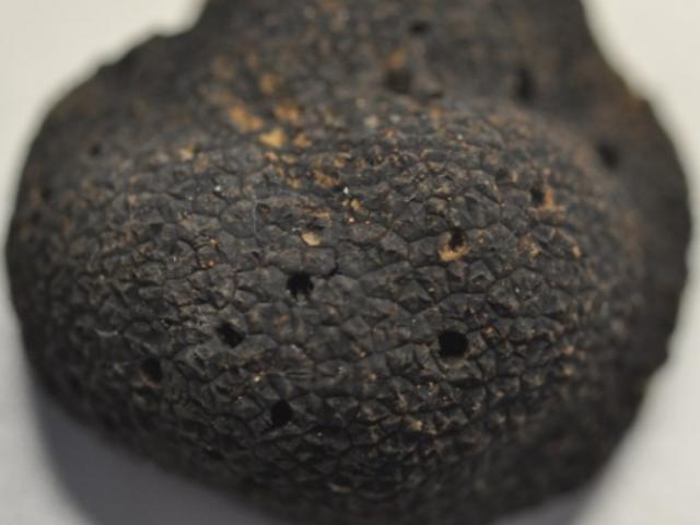 truffle with pinhole damage
