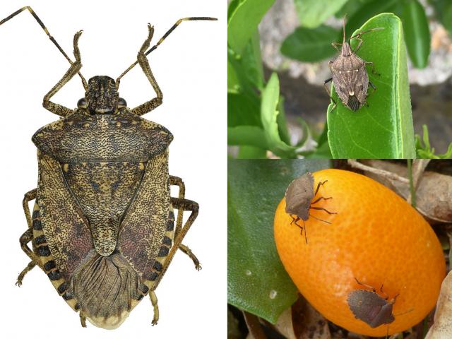 comparison between Brown Mamorated Stink Bug and other similar shield bugs