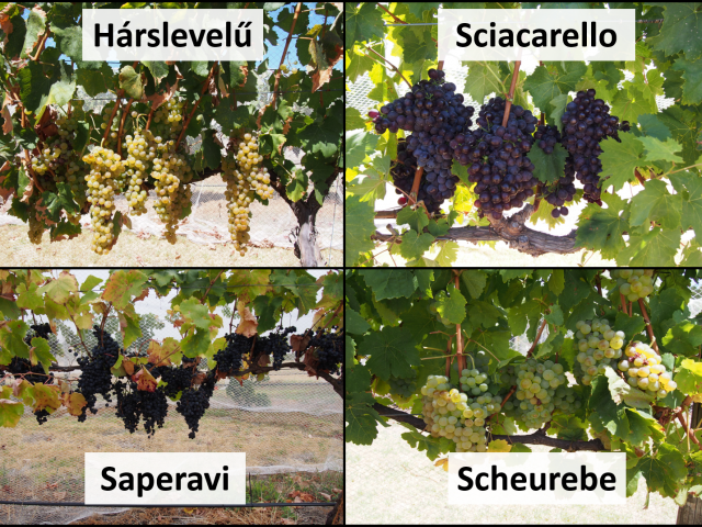 Photos of Harslevelu, Sciacarello, Saperavi and Scheurebe fruit on vines.