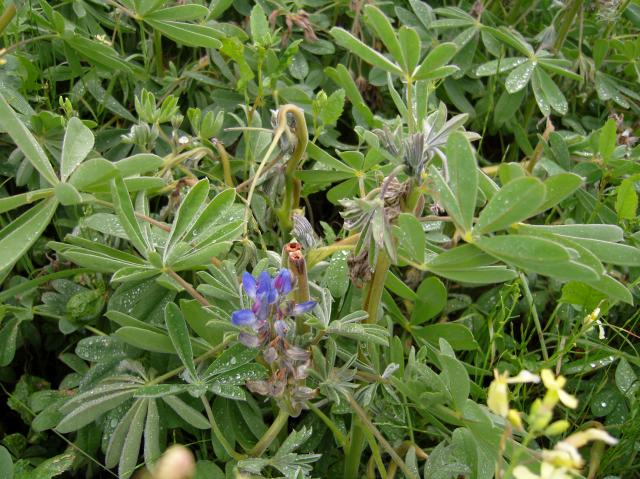 Anthracnose infected blue lupin