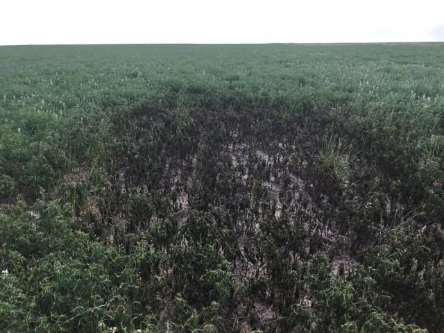 A hotspot of lupin plants damaged by aphids