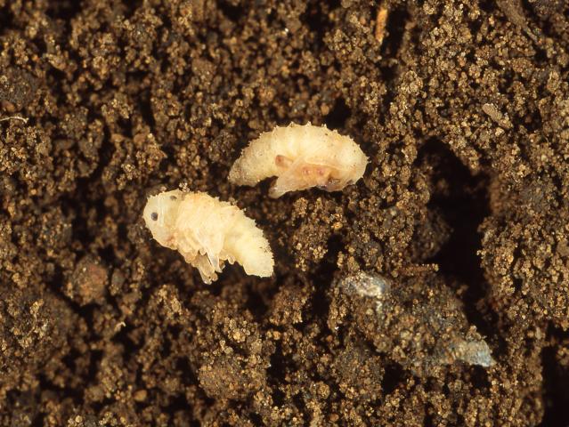 Weevil pupae darken as they develop before emerging as an adult