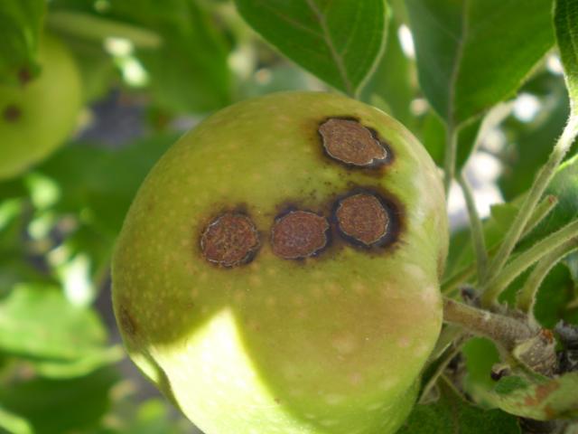 Apple fruit showing the circular scab lesions of severe apple scab infection, note the circular corcky nature of the lesion with a thin white then black border.