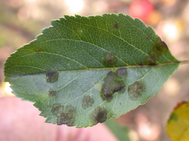 Apple leaf showing the dark green to black spots of older apple scab infections, note that the spots begin to join to form larger irregular shapes