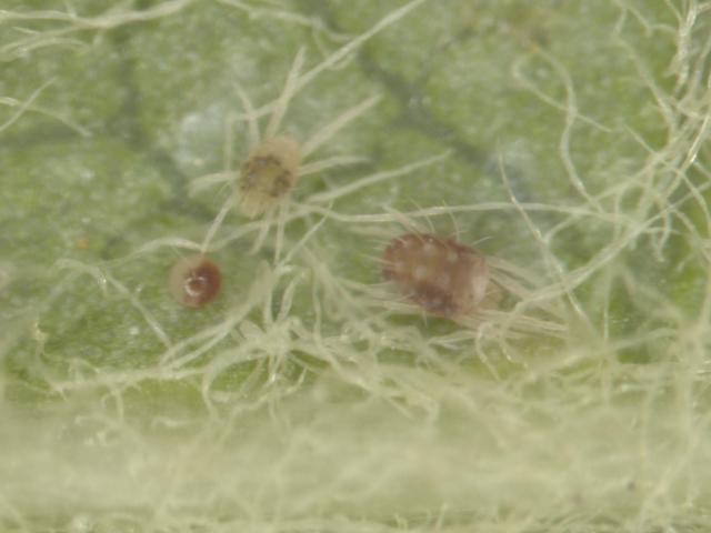 Stages of European red mite on an apple leaf - male is straw coloured female is red and egg with apical spine