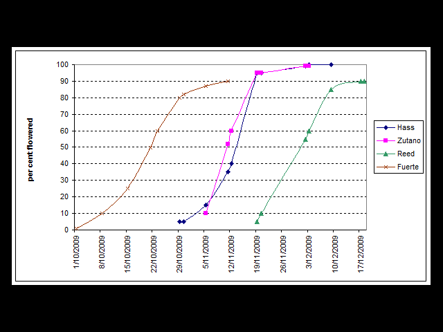 line graph showing the progression on flowering of a range of avocado varieties: Hass, Zutano, Reed and Fuerte