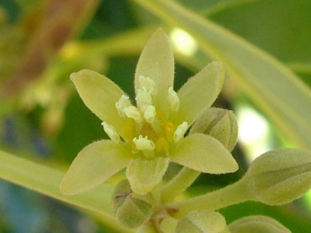 close up of avocado flower showing the stamens standing upright, surrounding the stigma in two whirls, also notice the slit openings in the anthers