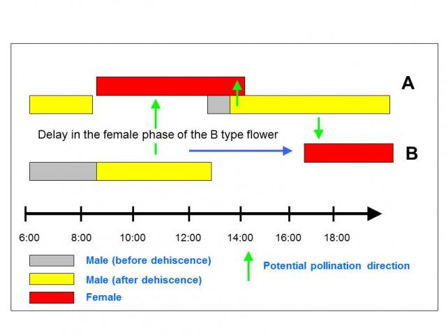 the top two bars represent type A flowering, the bottom two bars represent type B flowering, in both cases, the top bar represents the female stage and the bottom bar the male stage, the green arrows indicated potential pollen flow, note the limited possi