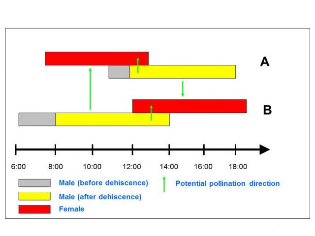 the top two bars represent type A flowering, the bottom two bars represent type B flowering, in both cases, the top bar represents the female stage and the bottom bar the male stage, the green arrows indicated potential pollen flow, note the ample periods