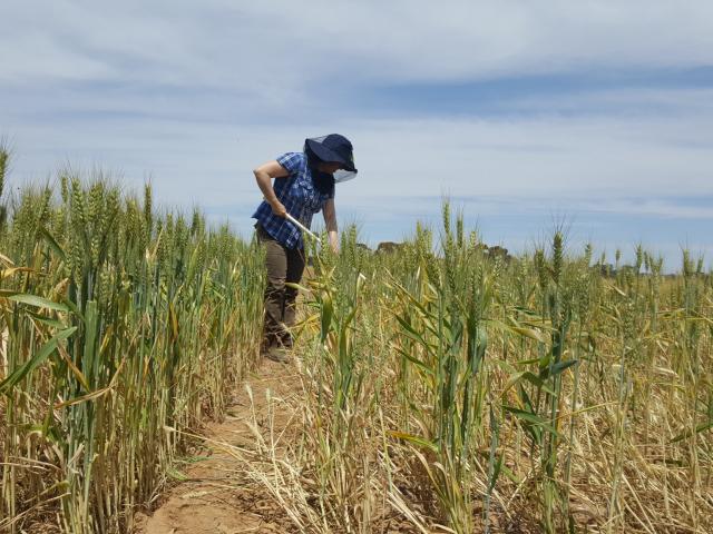 Sampling wheat crop for crown rot at Merredin in October 2016