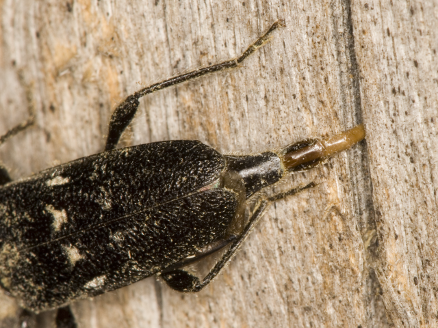 Beetles lay eggs in wood cracks